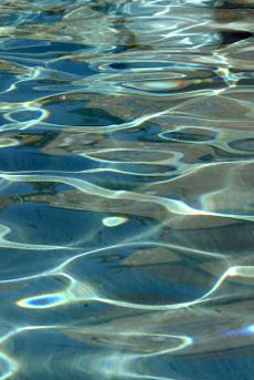 image of water with bromeliad reflections